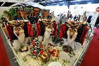 Harrogate Christmas & Gift 2023